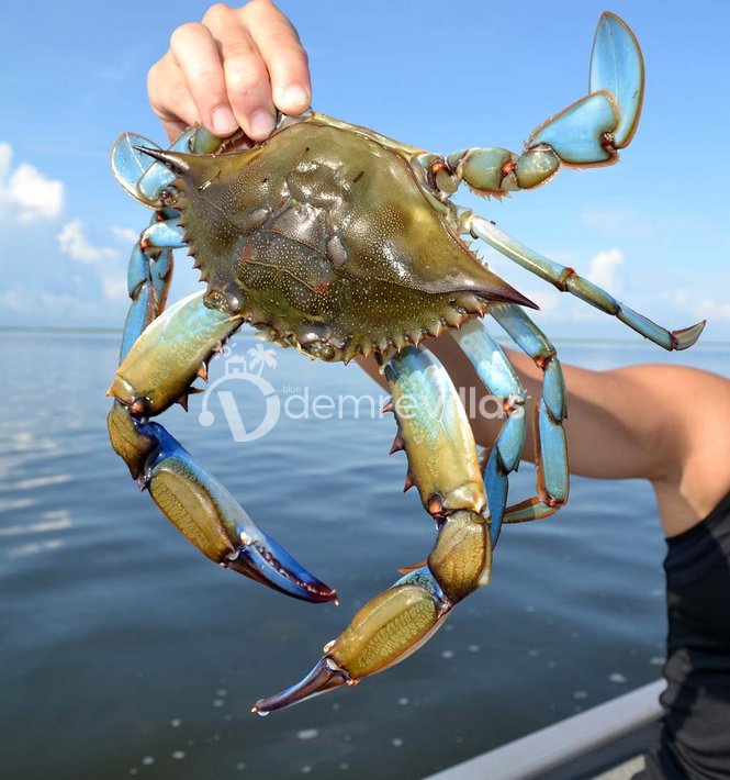 Mavi Yengeç ve Narenciye Cenneti: